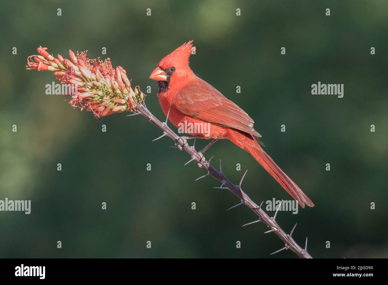 Northern Cardinal male (Cardinalis cardionalis) Southern Arizona Stock Photo