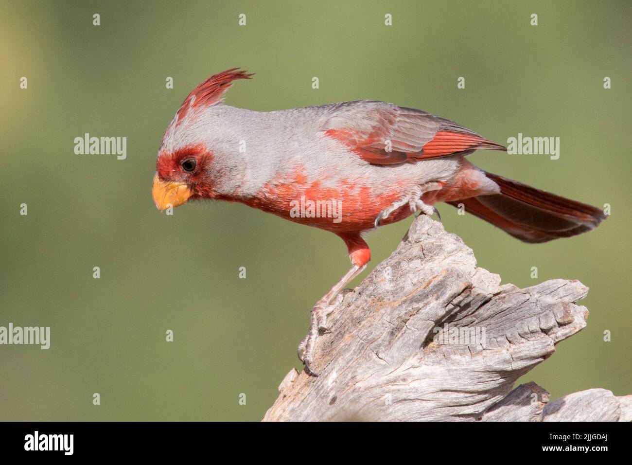 Pyrrhuloxia male (Cardinalis sinuaatus) Southern Arizona Stock Photo