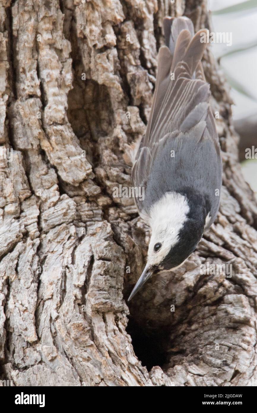 White-Breasted Nuthatch at nest hole (Sitta carolinensis) Southern Arizona Stock Photo