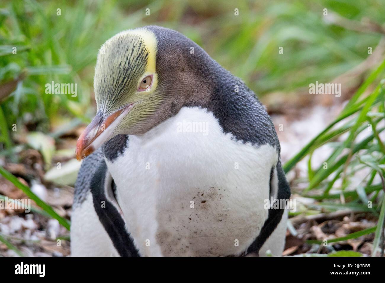 Yellow-Eyed Penguin close-up  (Megadyptes antipodes) South Island, New Zealand Stock Photo