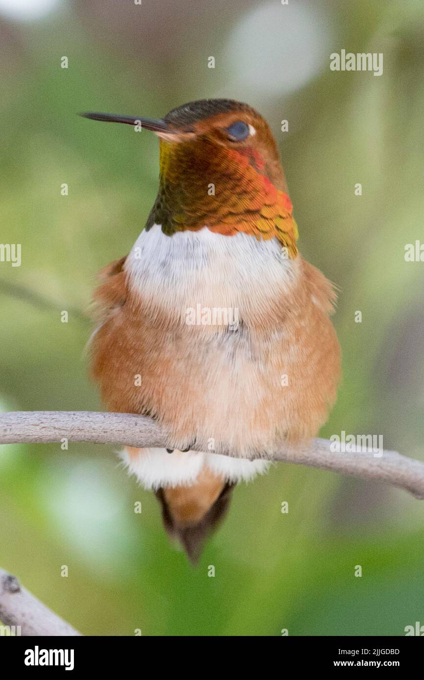 Rufous Hummingbird male (Selaphoorus rufus) Southern Arizona Stock Photo