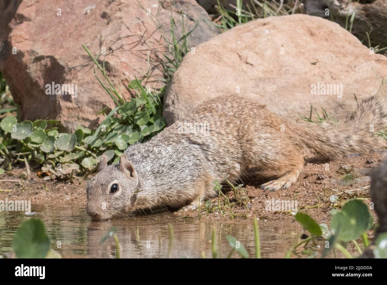 Rock Squirrel drinking (Otospermophilus variegatus) Southern Arizona Stock Photo
