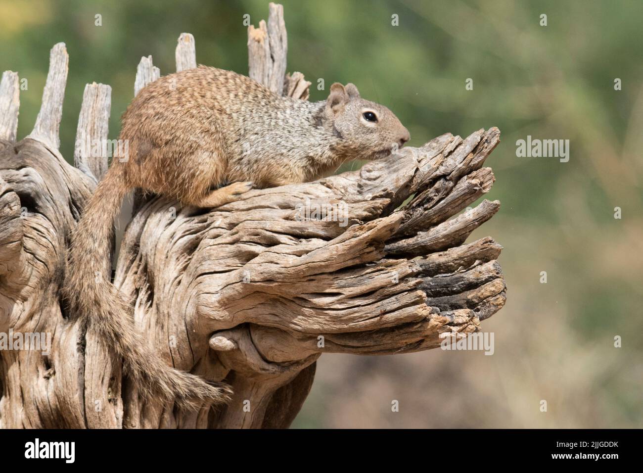 rock-squirrel-otospermophilus-variegatus-southern-arizona-stock-photo
