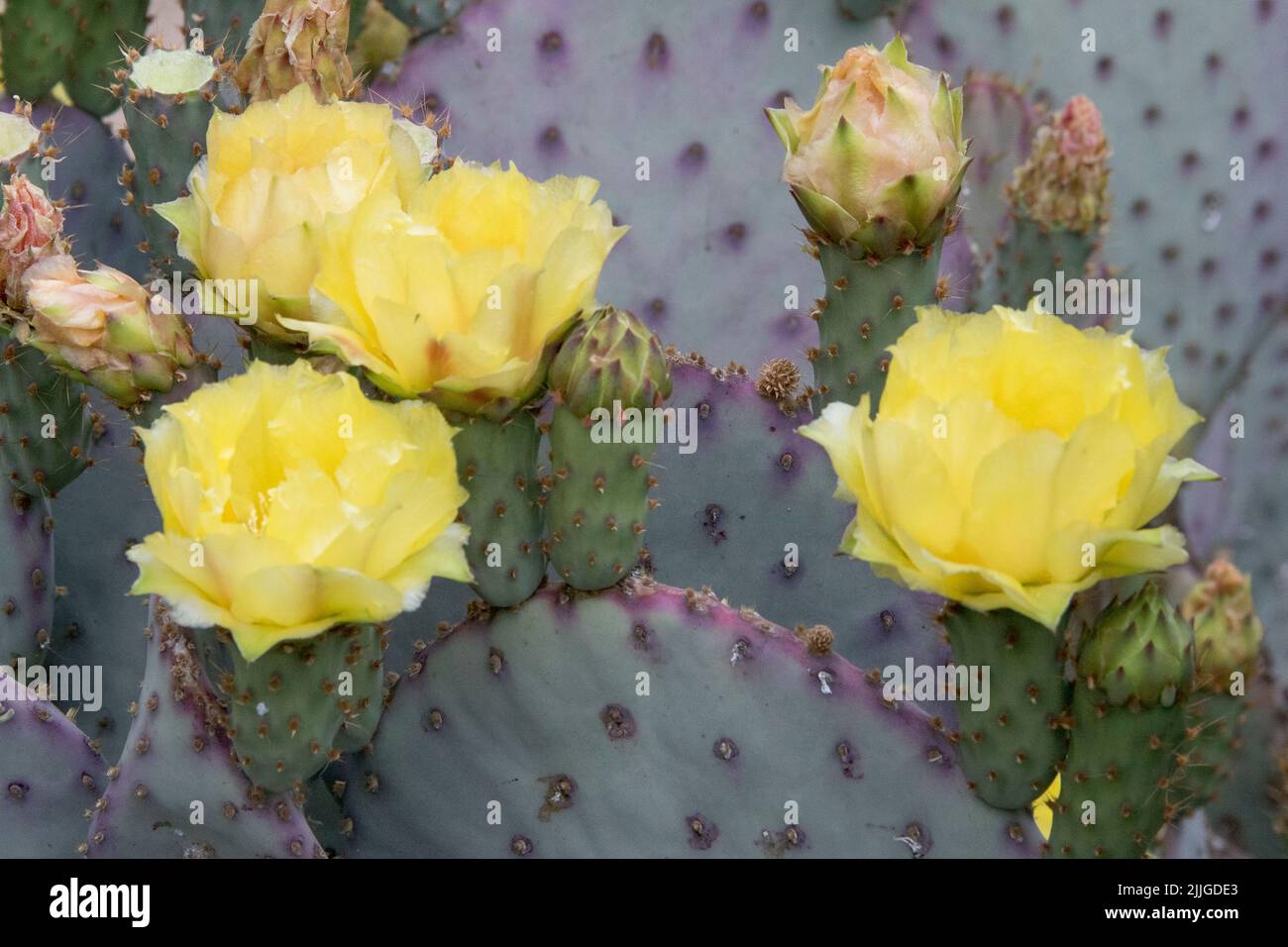 Purple Prickly Pear Cactus flowers and buds (Opuntia macrocentra) Southern Arizona Stock Photo