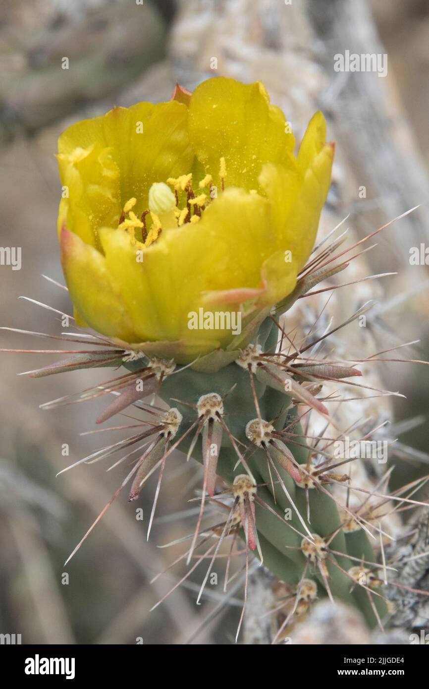 Cholla Cactus flowers (Cylindropuntia sp.) Southern Arizona Stock Photo