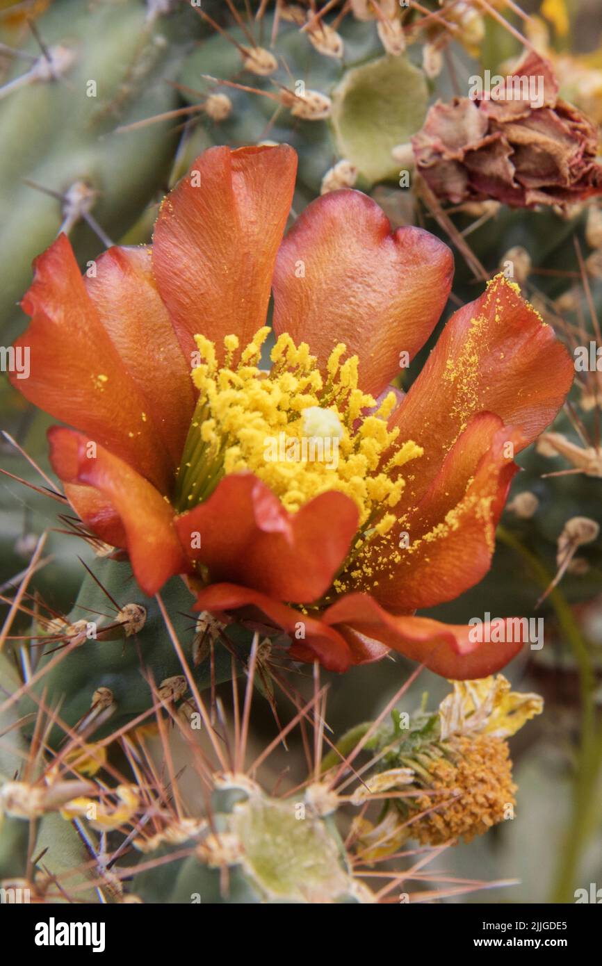 Cholla Cactus flower (Cylindropuntia sp.) Southern Arizona Stock Photo
