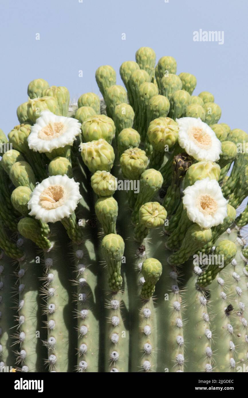 Saguaro Cactus in bloom Stock Photo