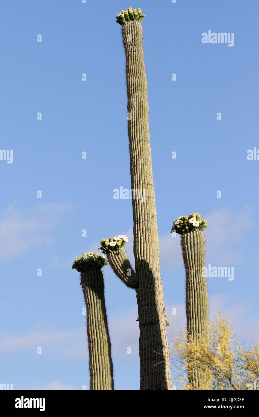 Saguaro Cactus in bloom (Carnegiea gigantea) Southern Arizona Stock ...