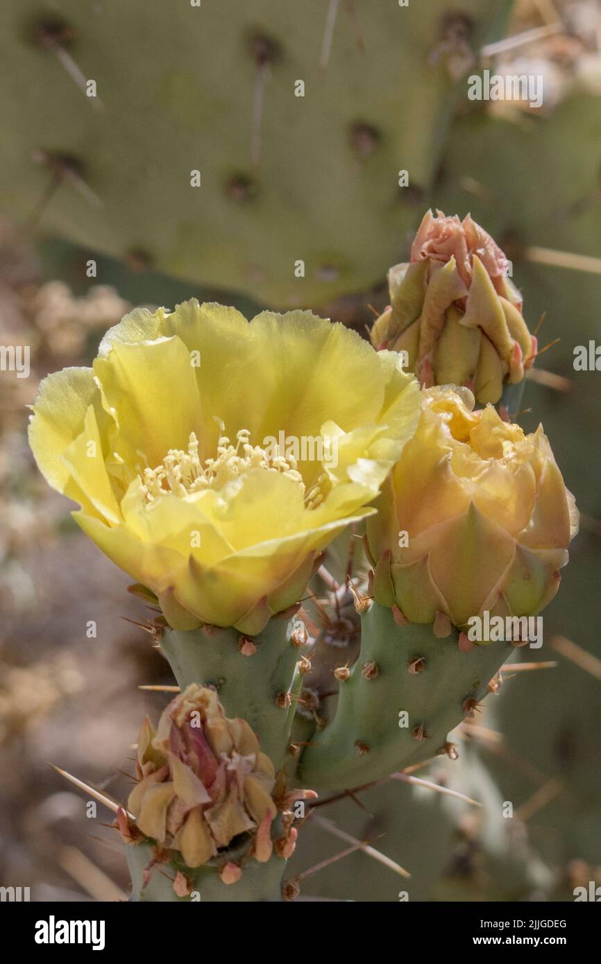 Prickly Pear Cactus flower and bud (Opuntia sp.) Southern Arizona Stock Photo