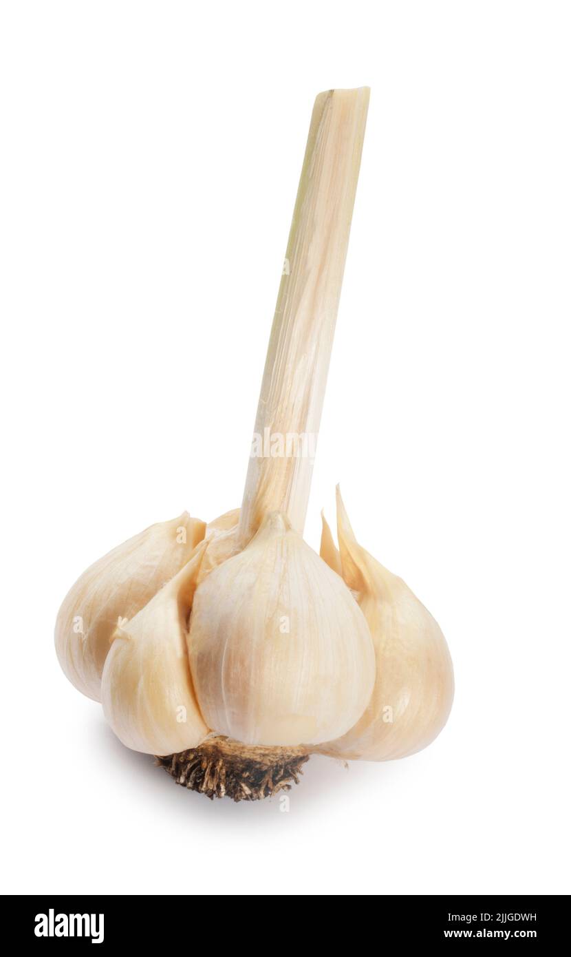 Studio shot of freshly harvested Elephant Garlic cut out against a white background - John Gollop Stock Photo