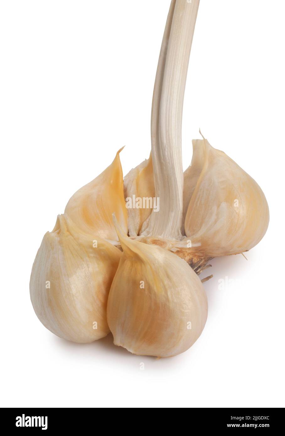 Studio shot of freshly harvested Elephant Garlic cut out against a white background - John Gollop Stock Photo