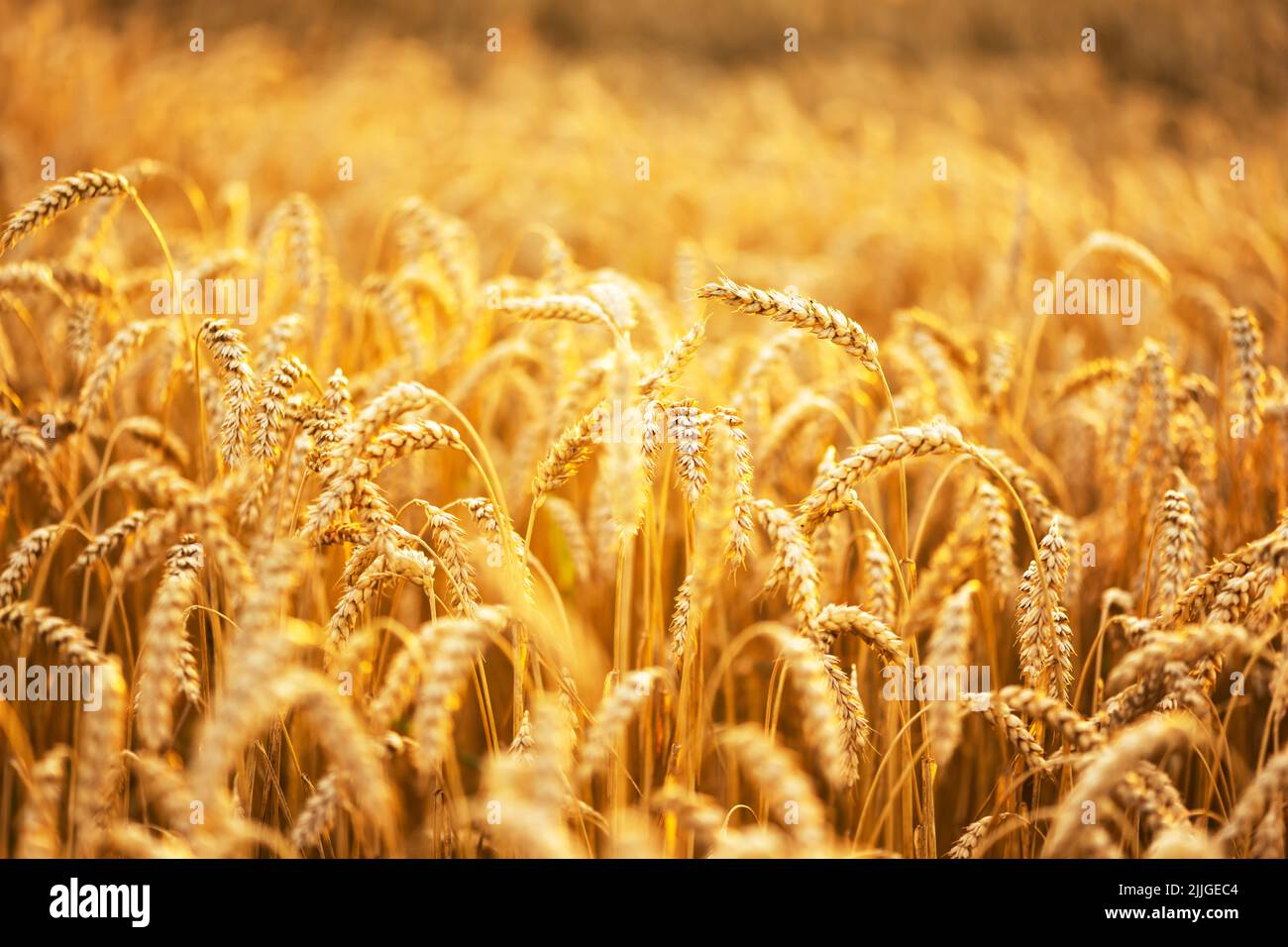 Ripe wheat spikelets on golden field glowing by the orange sunset light. Industrial and nature background. Ukraine, Europe Stock Photo