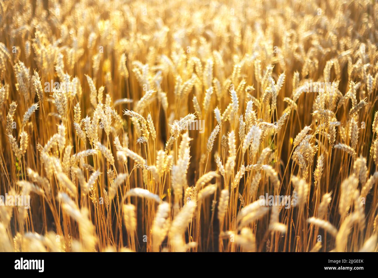 Ripe wheat spikelets on golden field glowing by the orange sunset light. Industrial and nature background. Ukraine, Europe Stock Photo