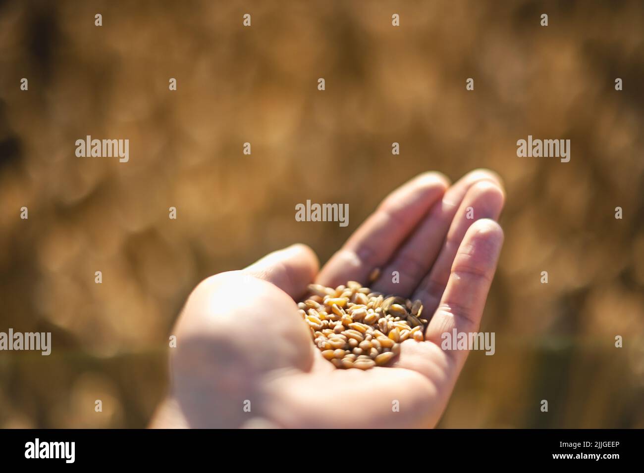 Ripe wheat grains in agronomist hand on golden field glowing by the orange sunset light. Industrial and nature background Stock Photo
