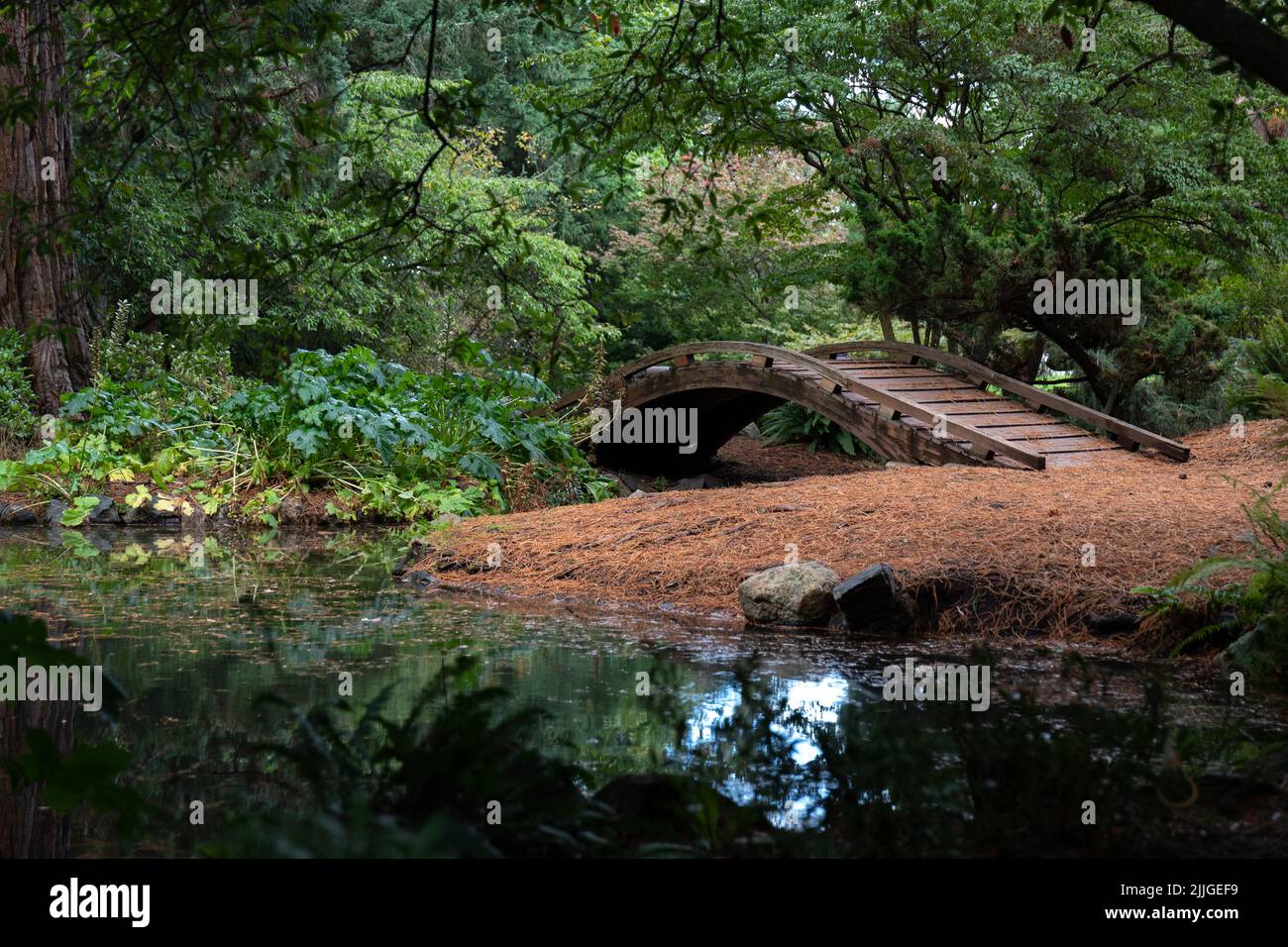 Curved Wooden Bridge Next to Pond in Botanical Garden Stock Photo