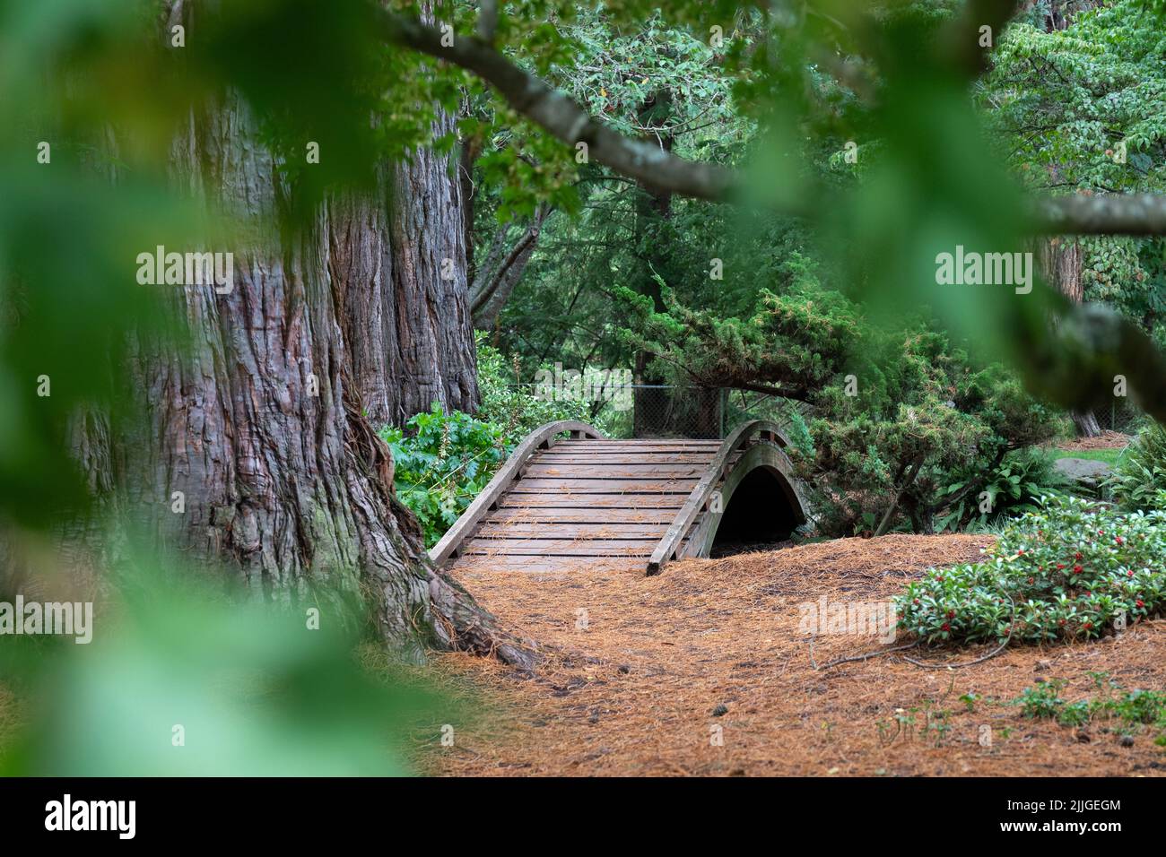 View of Curved Wooden Bridge Through the Leaves in Botanical Garden Stock Photo