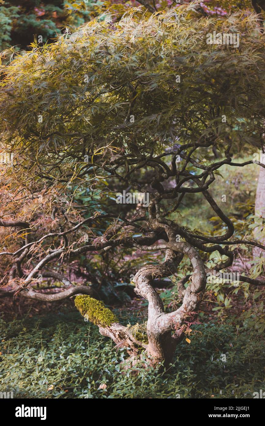 Japanese Maple Tree in Botanical Garden in Autumn Stock Photo