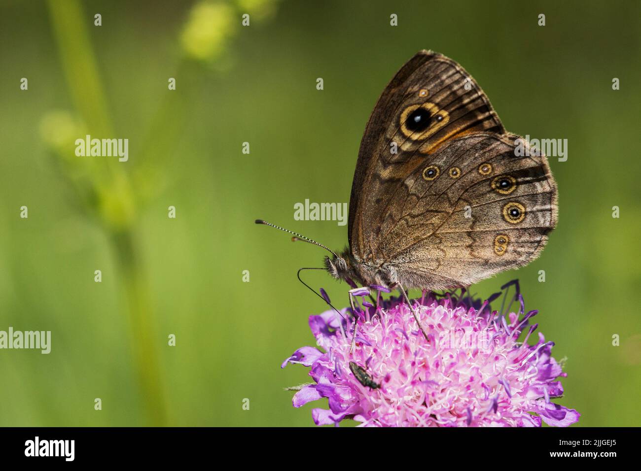 An European butterfly, the Large wall brown drinking nectar on a pinkish meadow flower during a sunny day in Estonia Stock Photo