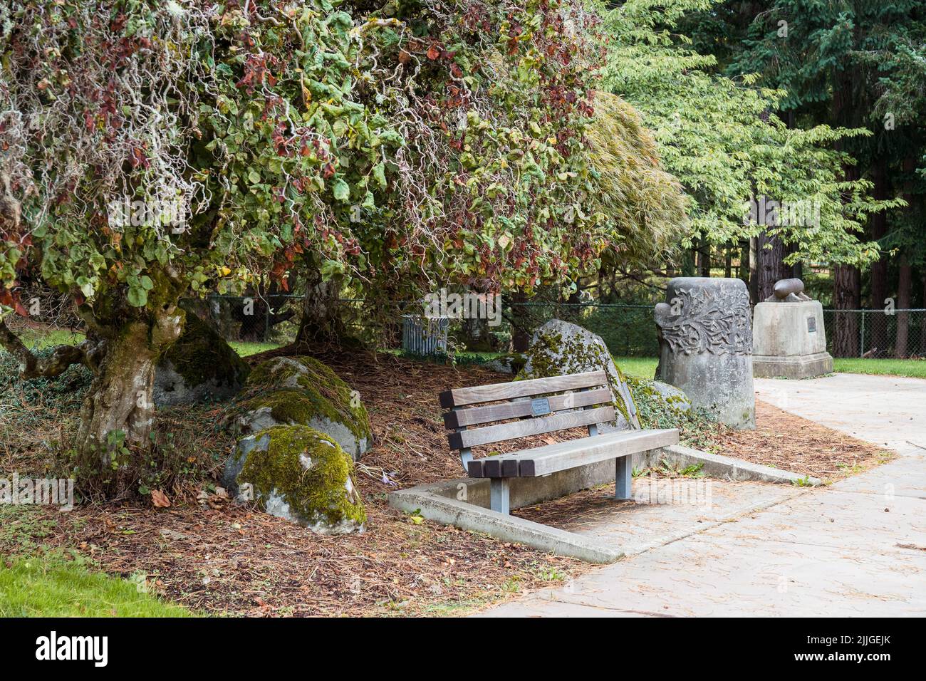Tree with Curly, Twisty Branches Next to Bench in Japanese Botanical Garden Stock Photo