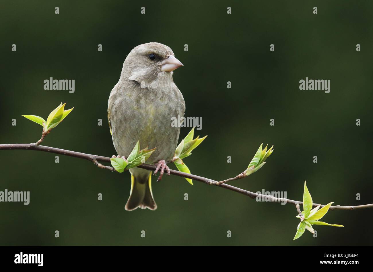 Female European greenfinch, Chloris chloris perched on a Bird cherry branch during a spring day in Estonian boreal forest Stock Photo