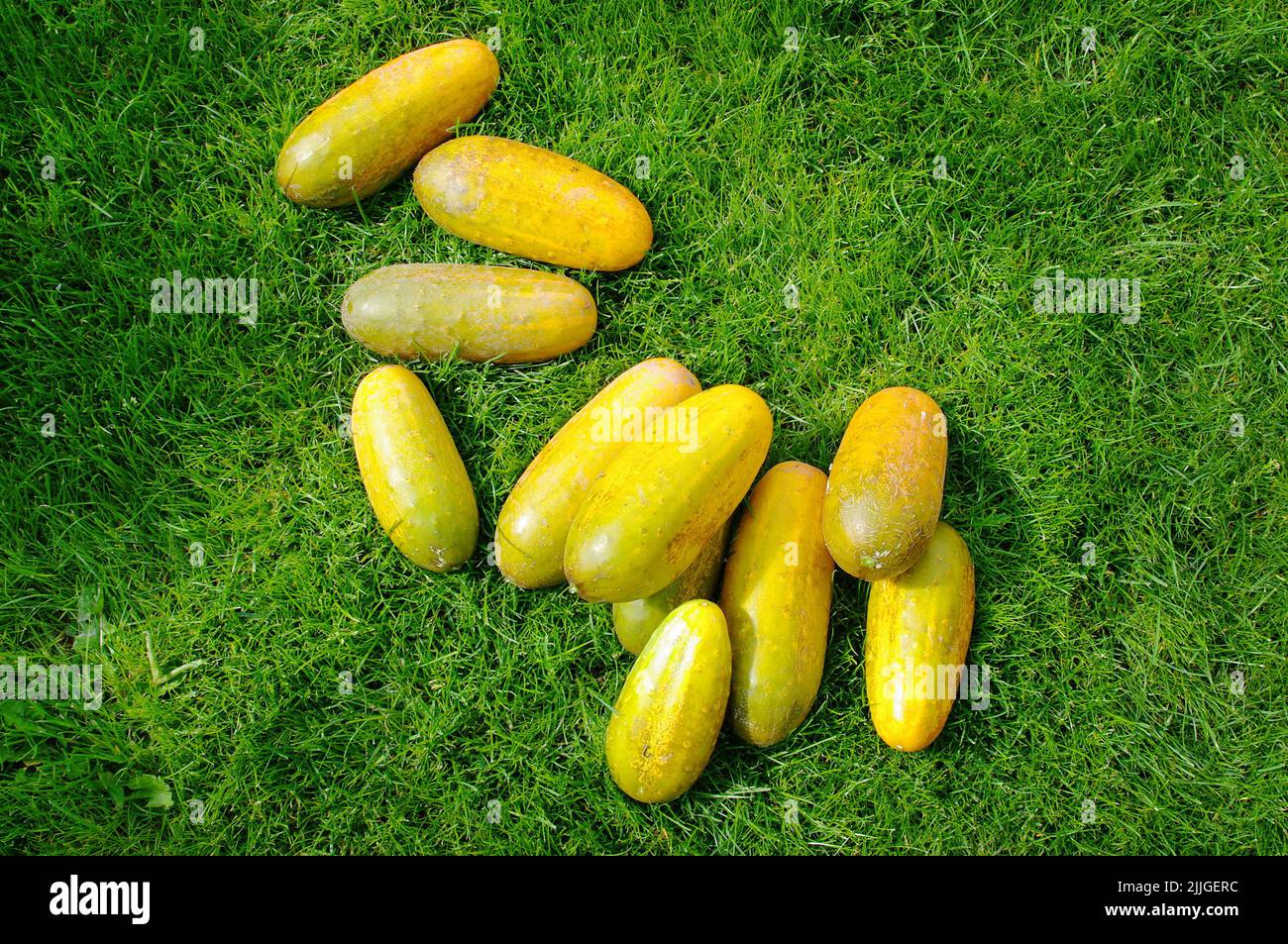 Yellow ripe cucumber fruits lying on the green grass. Top down view. Stock Photo