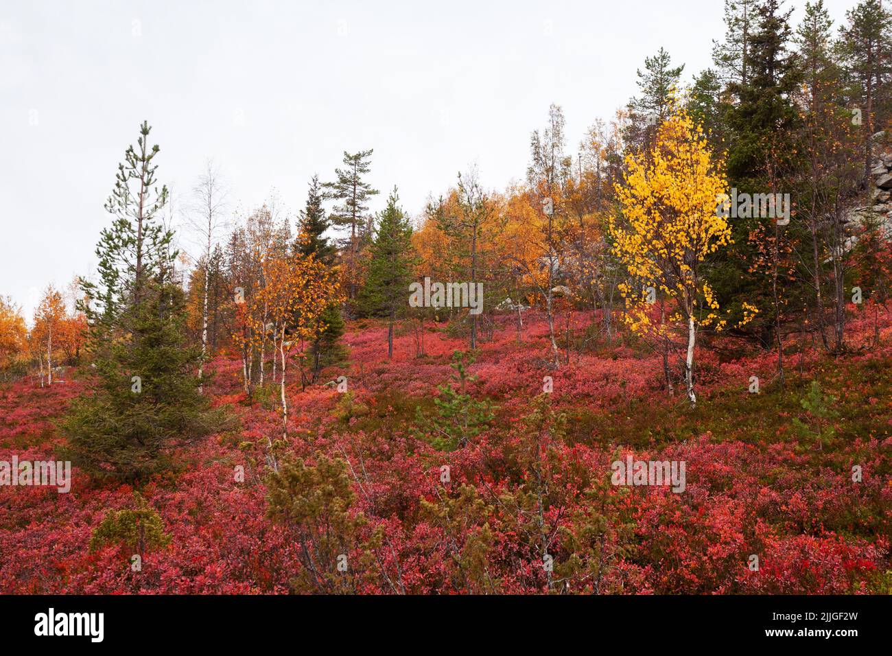 An autumnal old-growth taiga forest with colorful forest floor during fall foliage in Northern Finland near Salla. Stock Photo