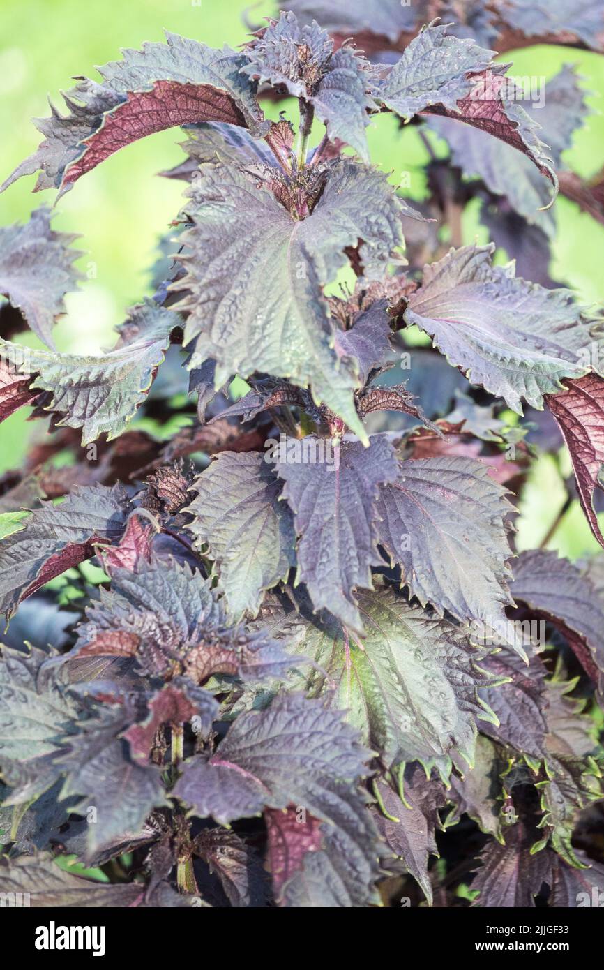 Shiso Perilla, Beefsteak Plant, Perilla frutescens 'Crispa' Chinese Basil, Edible plant Culinary herb Stock Photo