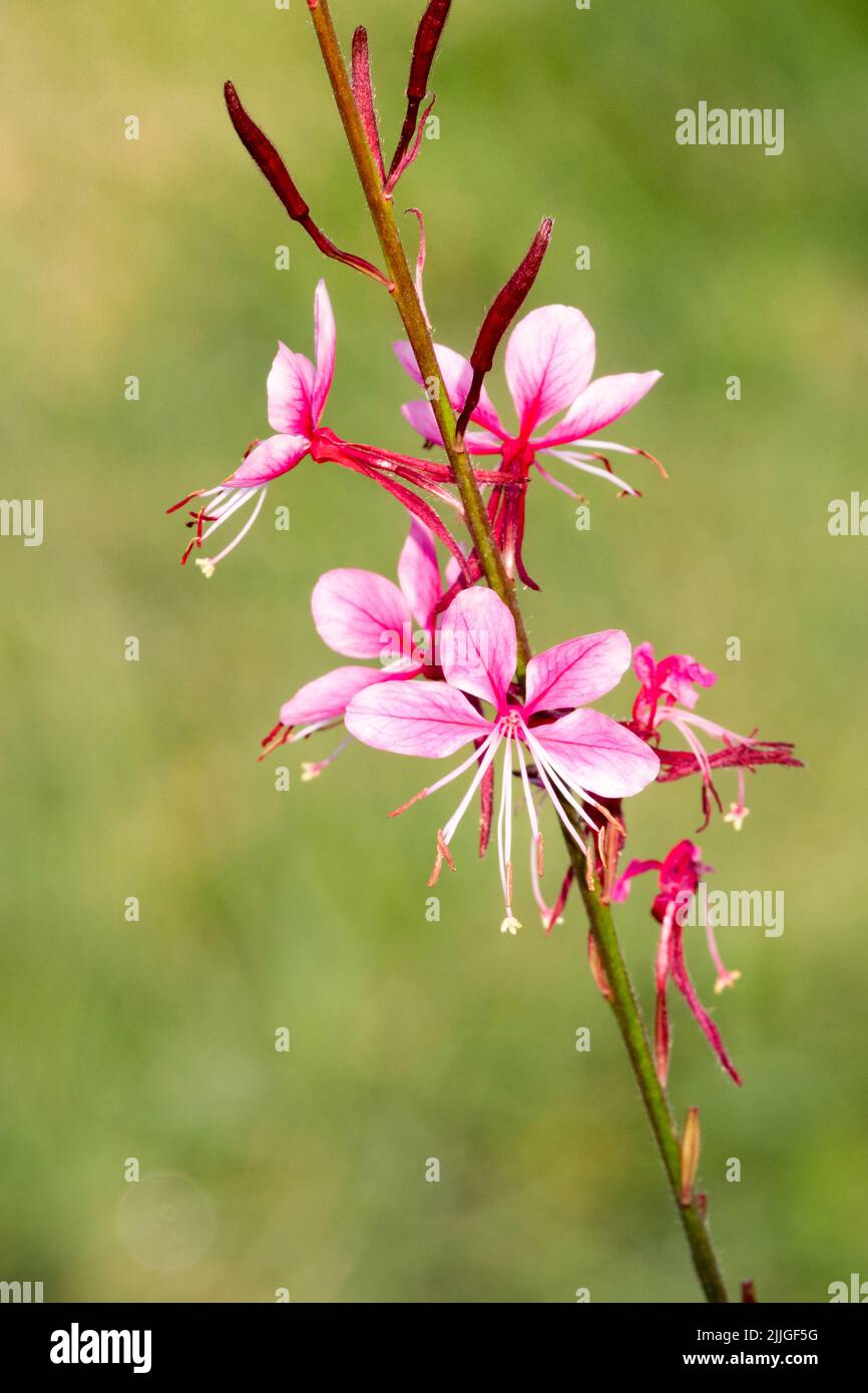 Pink Oenothera lindheimeri flower portrait Stock Photo