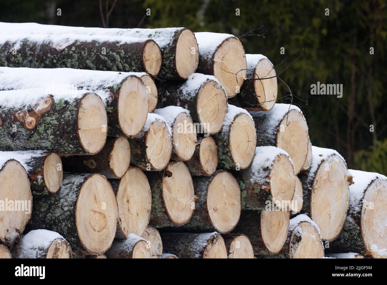 Freshly cut and piled Spruce logs covered with a thin layer of snow in Estonia Stock Photo