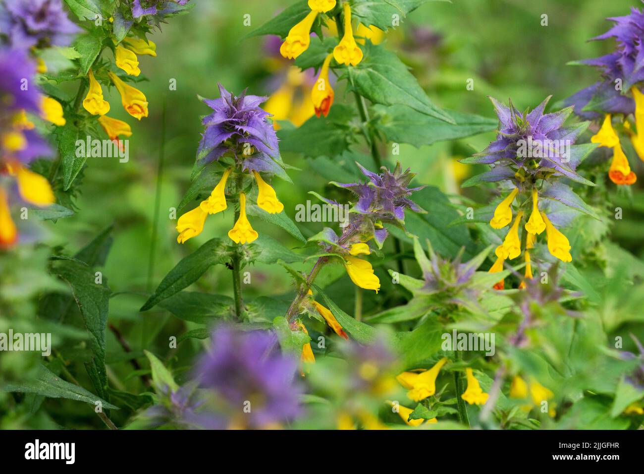 Melampyrum nemorosum is an herbaceous flowering plant in the family Orobanchaceae. It is native to Europe. Stock Photo