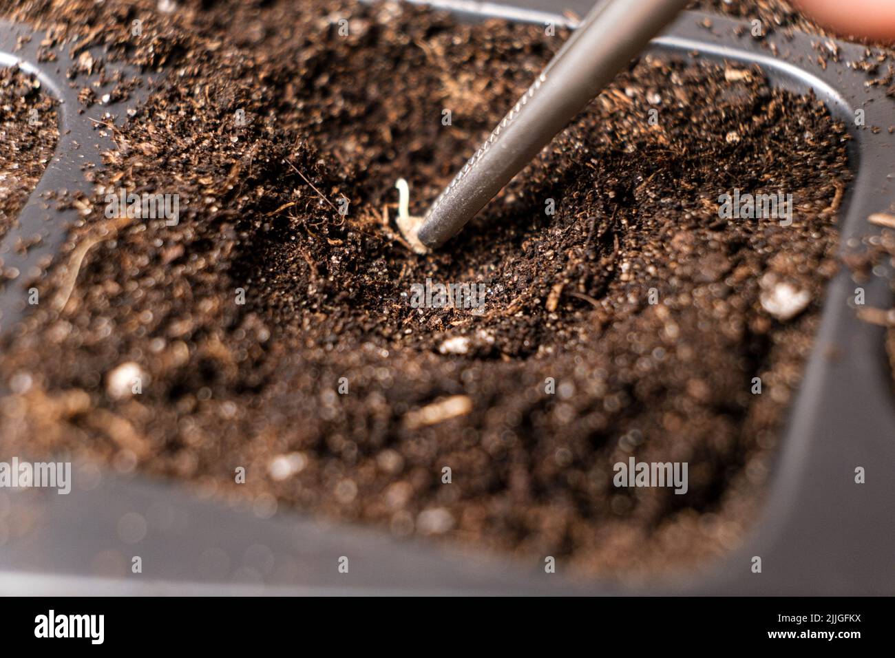 Growing tomatoes from seeds, step by step. Step 3 planting in the