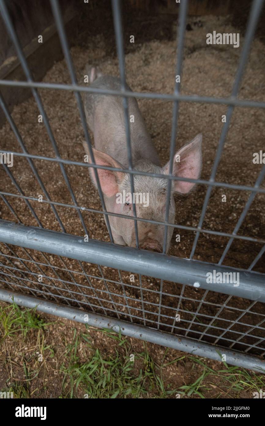 A farm pigs in the barn Stock Photo