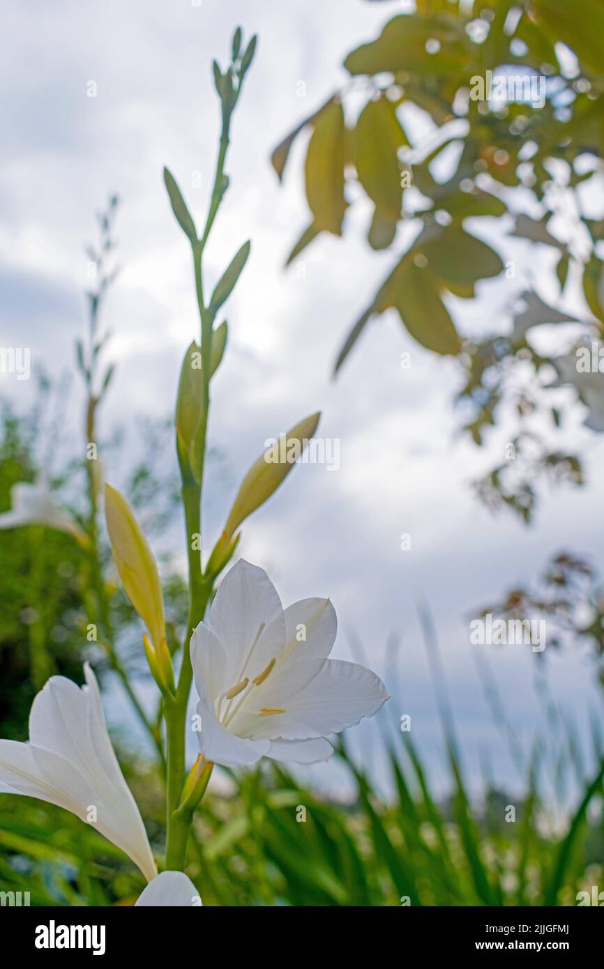 Stem with white flowers of Watsonia borbonica in a garden with the sky in the background Stock Photo
