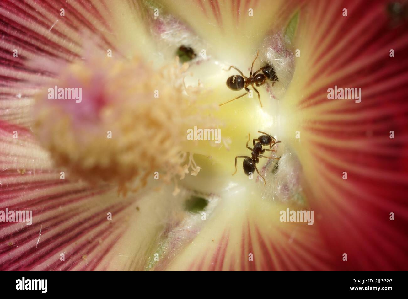 Ameisen sammeln Pollen. Stock Photo