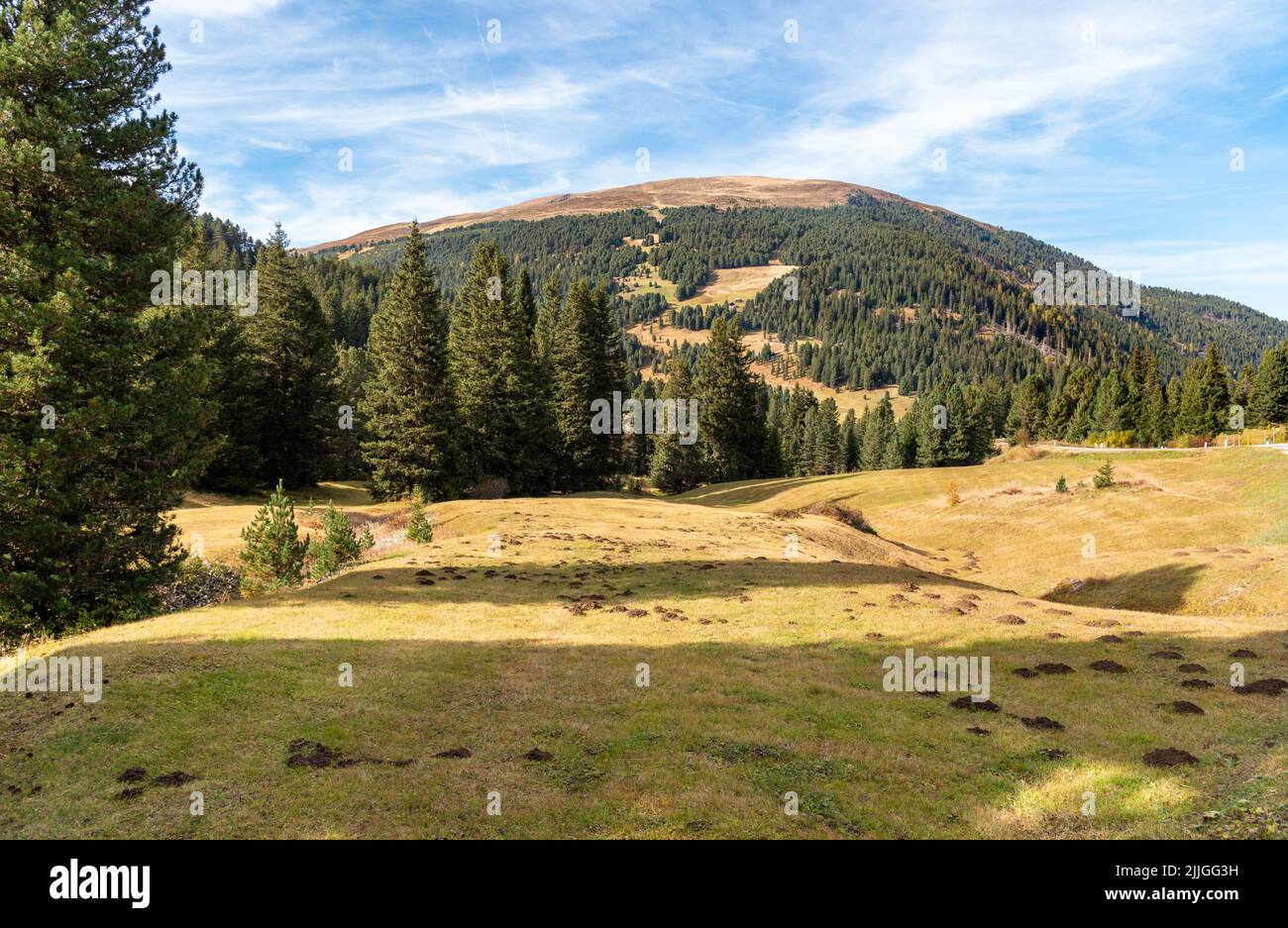 Landscape with Scots pine forests in the Puster valley of Italian Dolomites Alps, South Tyrol, Italy Stock Photo