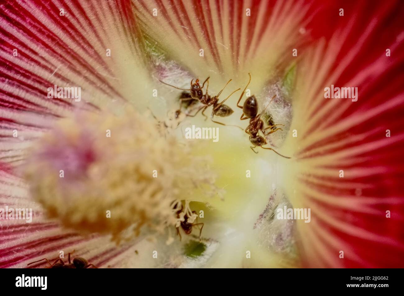 Ameisen sammeln Pollen. Stock Photo