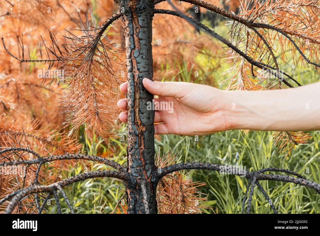 Male hand touching the trunk of burnt pine tree in yellow orange crown after fire and abnormal drought Climate change and forest ecosystem recovering Stock Photo