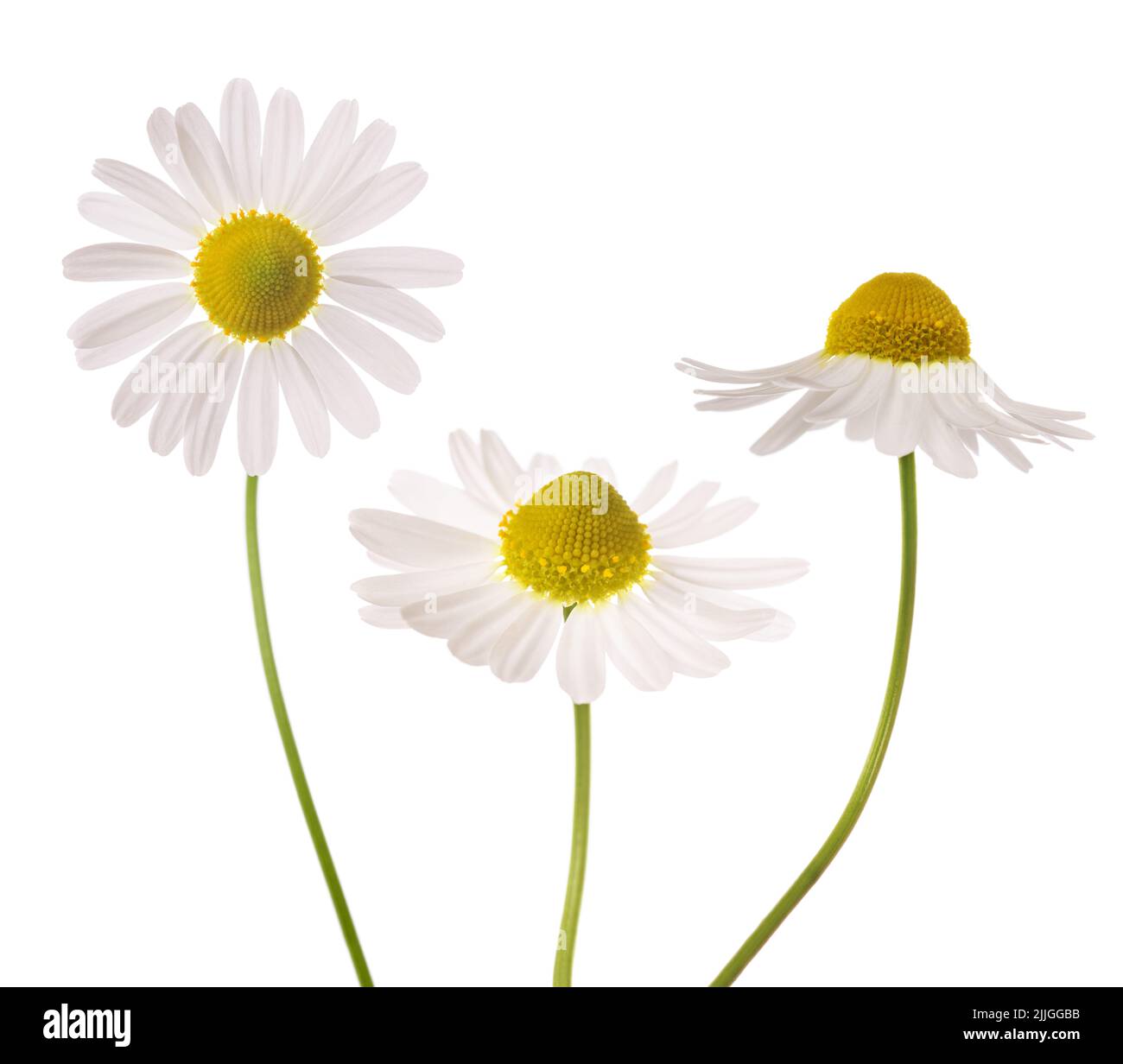 Chamomile flowers isolated on white background Stock Photo