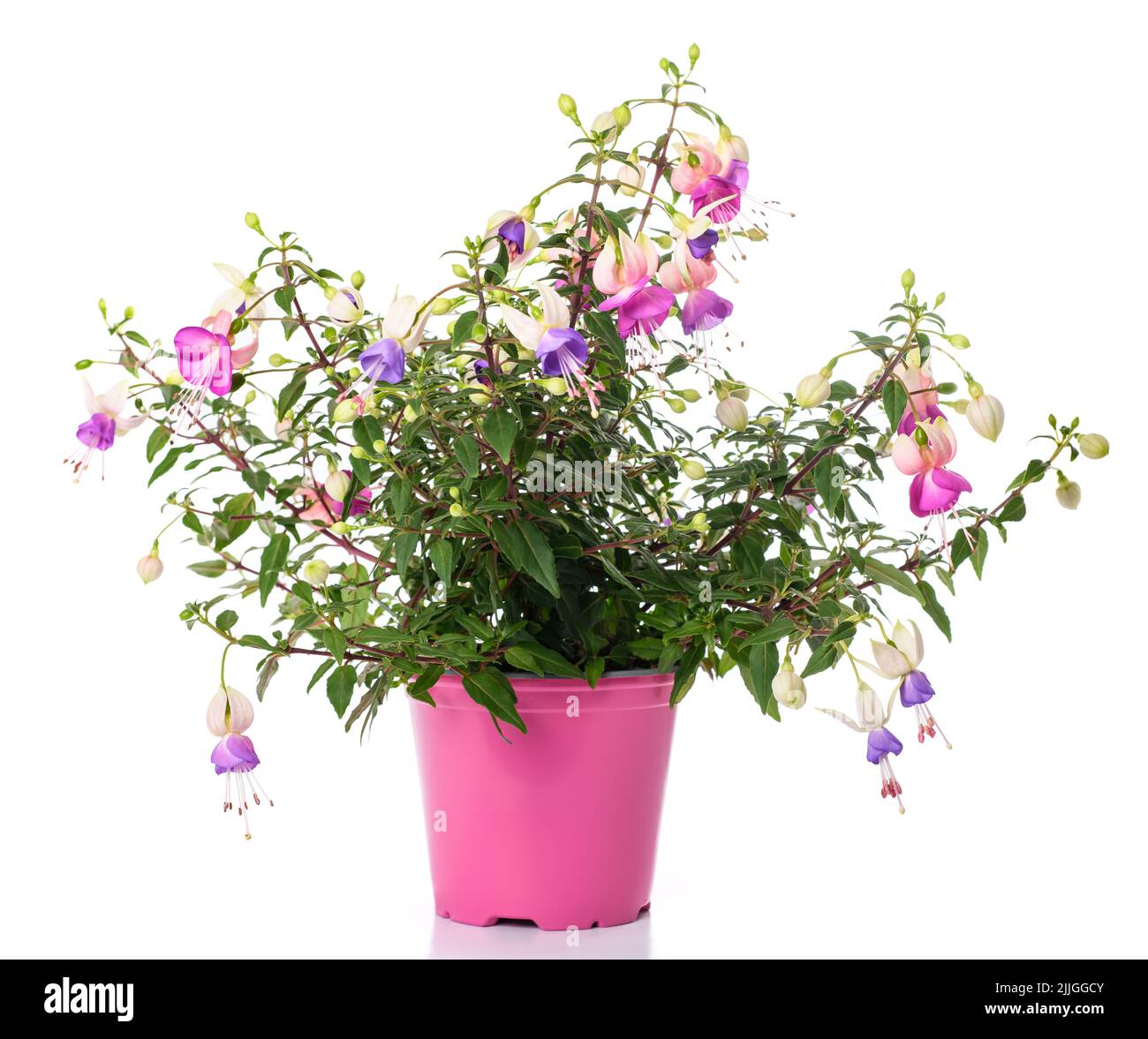 fuchsia plant in vase isolated on white Stock Photo