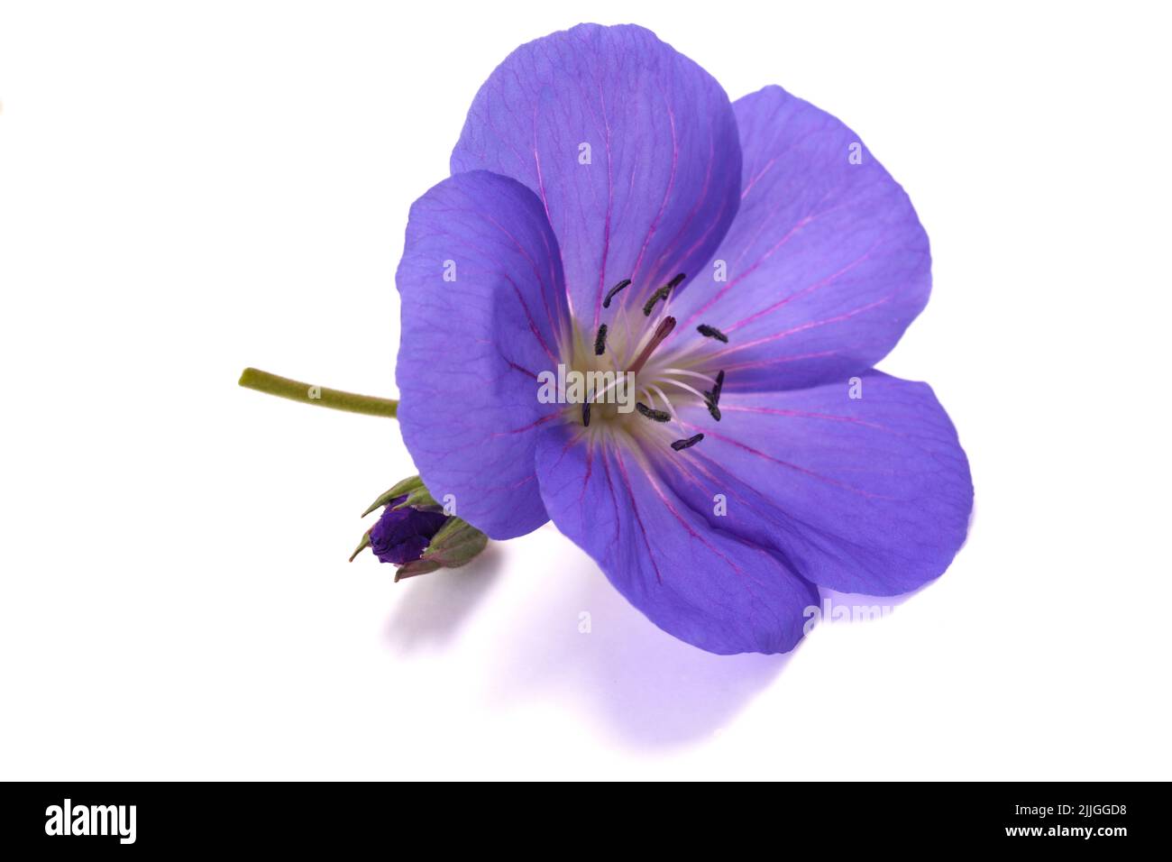 Geranium flower   isolated on white background Stock Photo