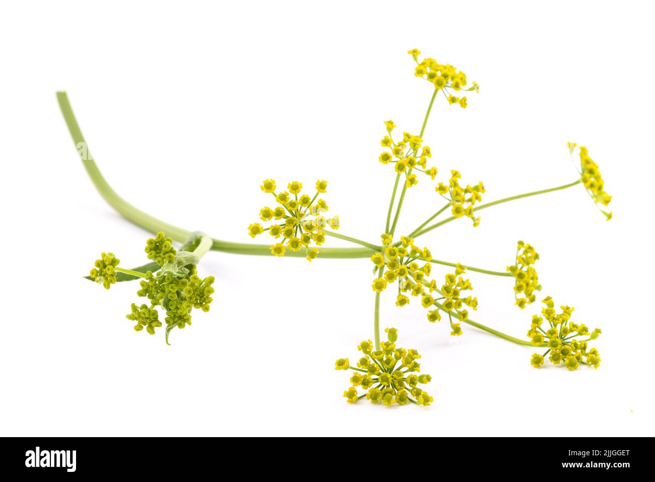 Wild Parsnip flowers isolated on white background Stock Photo