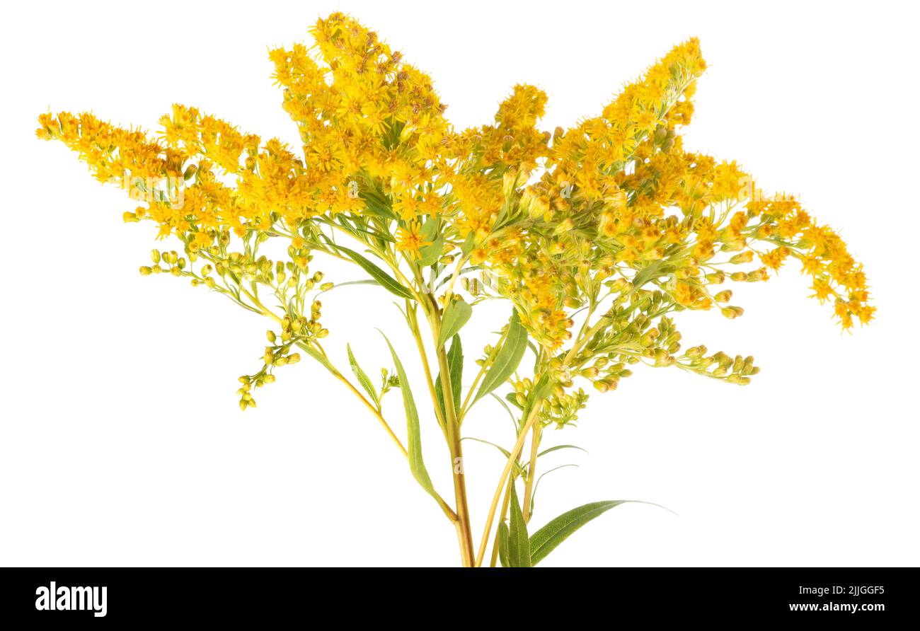 goldenrod flowers isolated on white background Stock Photo