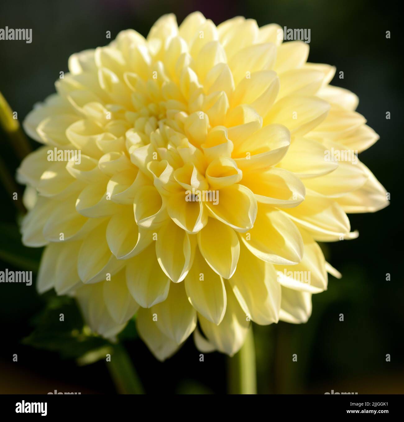 Closeup of a single pale yellow dahlia (Honey Dew) flower Stock Photo