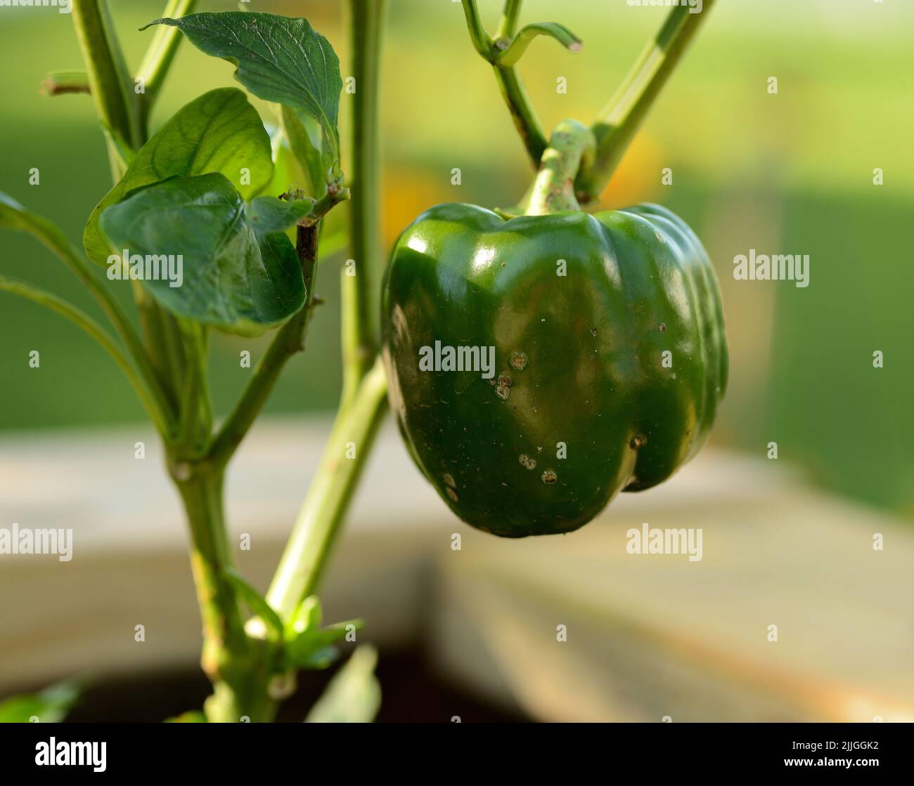 Green ripe Bell Pepper (Capsicum annuum) ready for picking from the
