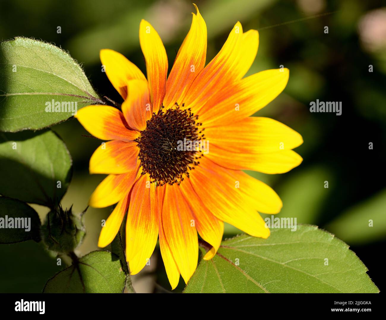 Closeup of a single orange and yellow sunflower (Helianthus spp Stock