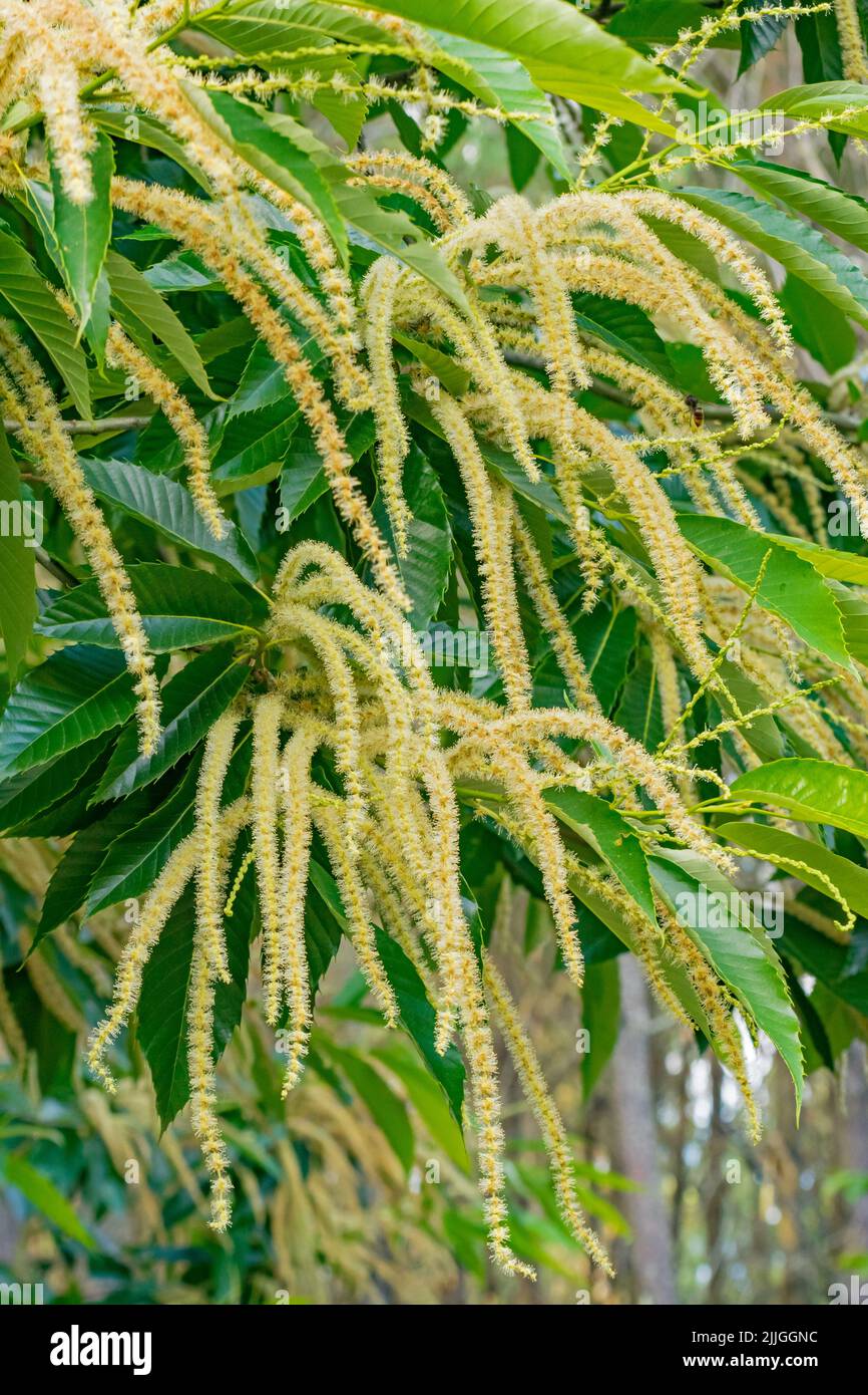 Chestnut tree branches hi-res stock photography and images - Alamy