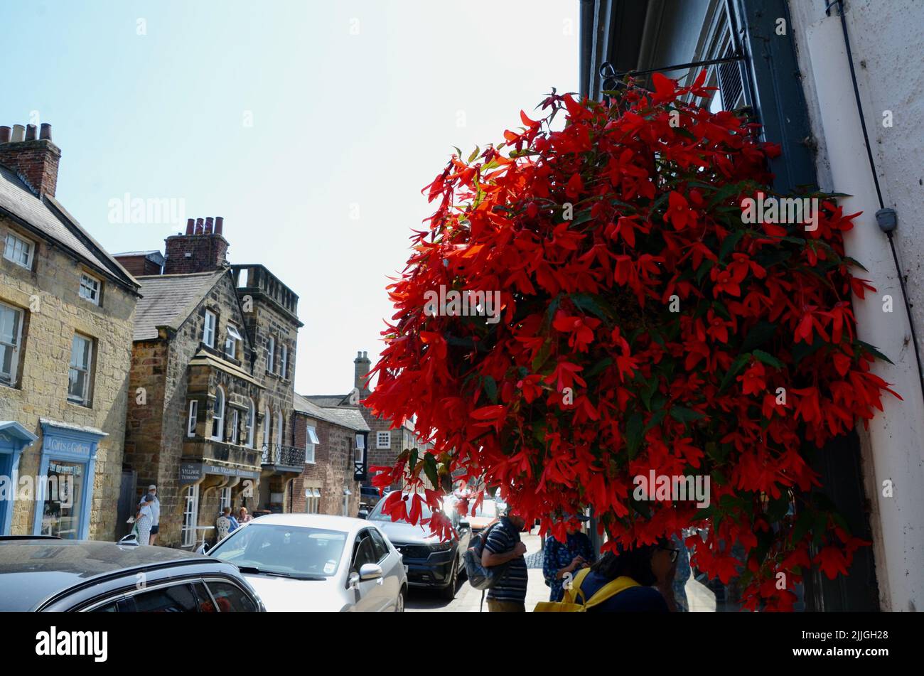 red flowered plant in hanging basket in alnwick northumberland st england great britain 2022 Stock Photo