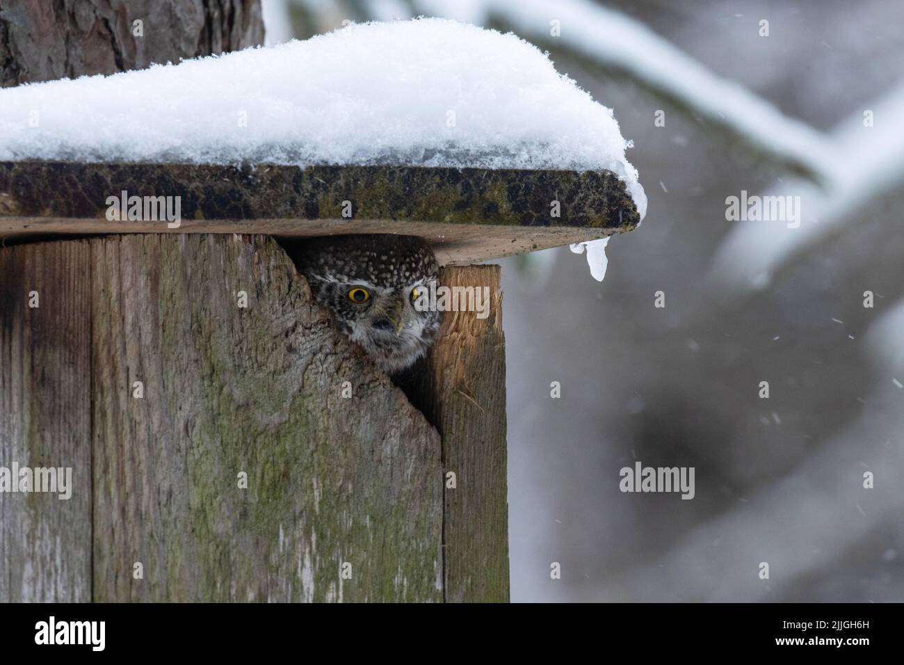 Small Eurasian pygmy owl, Glaucidium passerinum looking from a birds nesting box in boreal forest Stock Photo