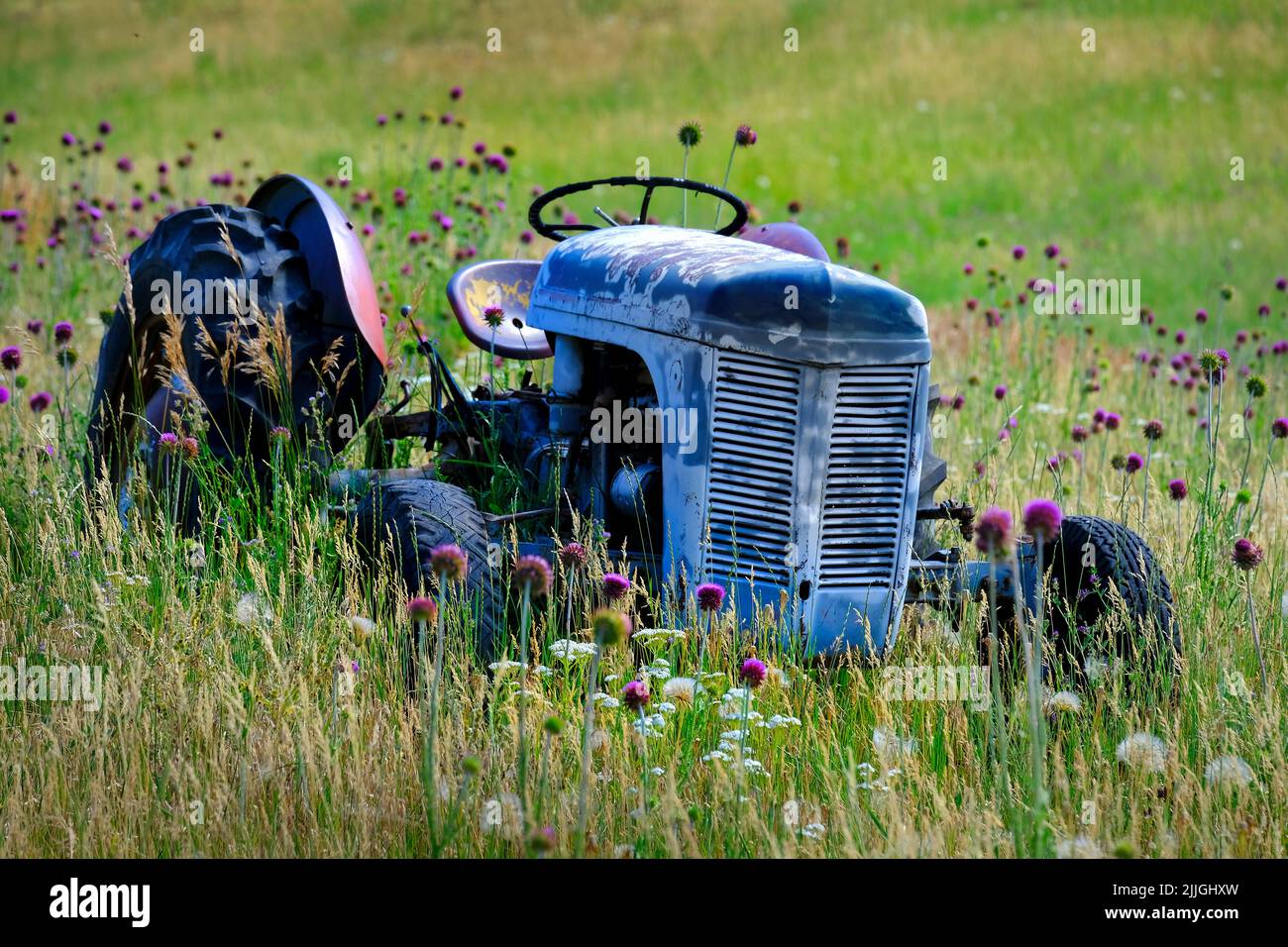 Old red tractor in field with flowers abandoned as antique vintage farm machine Stock Photo