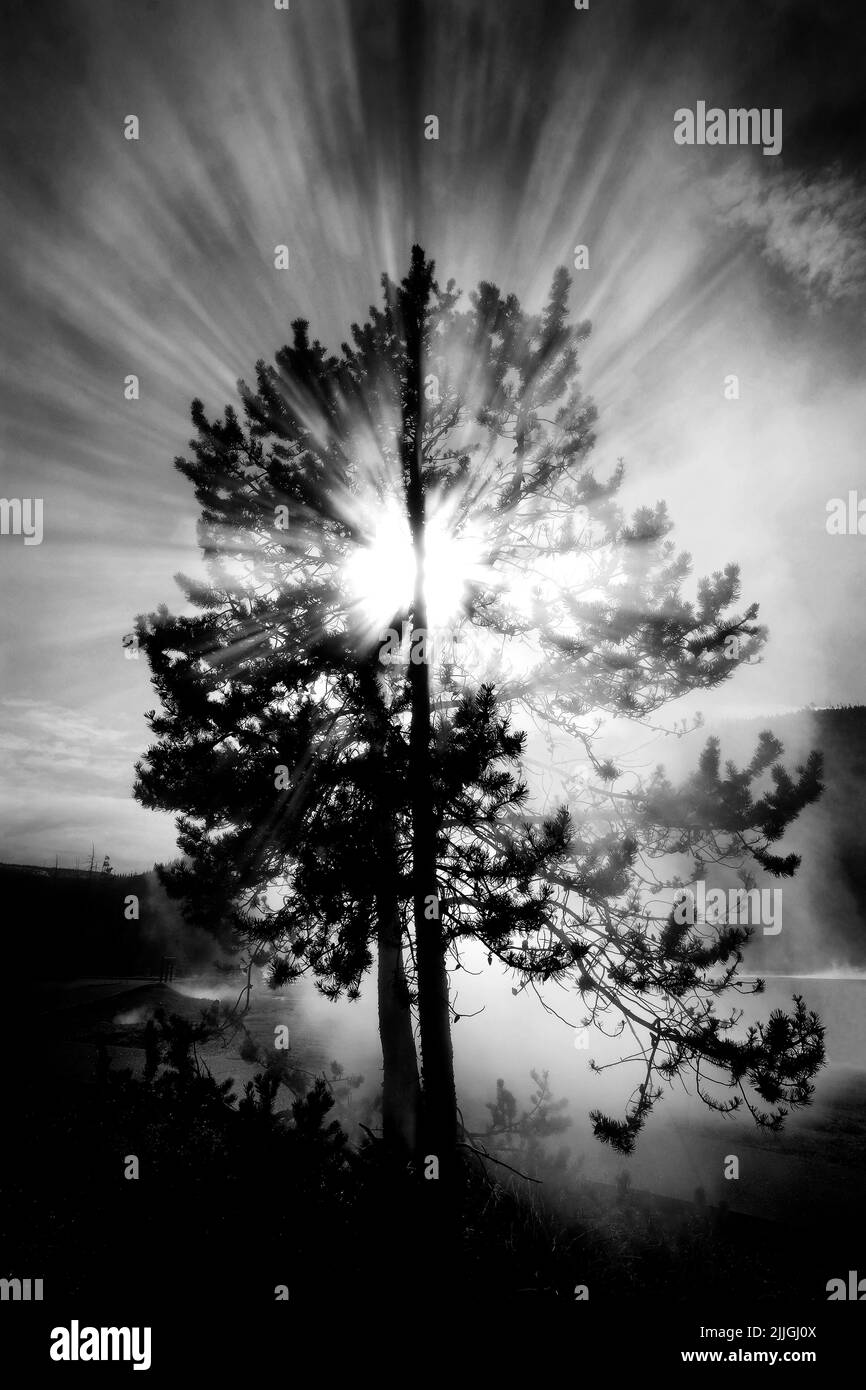 Steam and tree with sunlight rays sunshine sun sky black and white Stock Photo